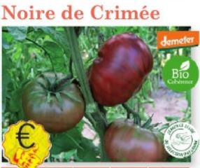 Plant tomate Noire de Crimée Bio variété ancienne