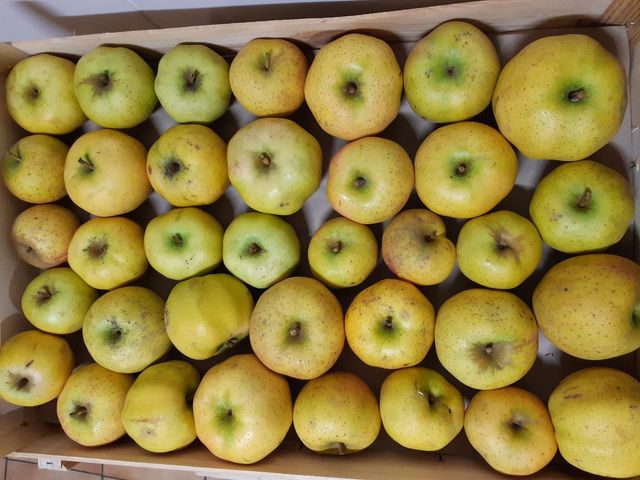 Pommes Belchard Chantecler