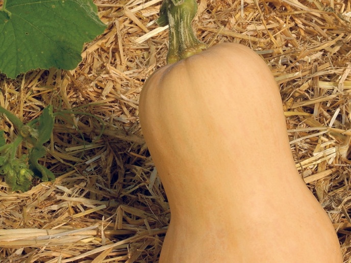 Courge Butternut