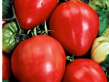 Tomate cœur (hybride) Fleurette