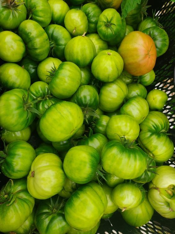 Tomates vertes pour transformation
