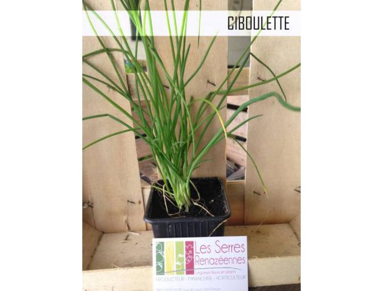 Plant aromatique : Ciboulette
