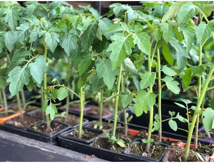 Plant de tomate - variété : Cornue des andes