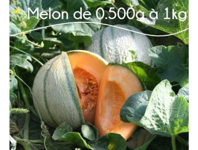 Melon - 4 personnes