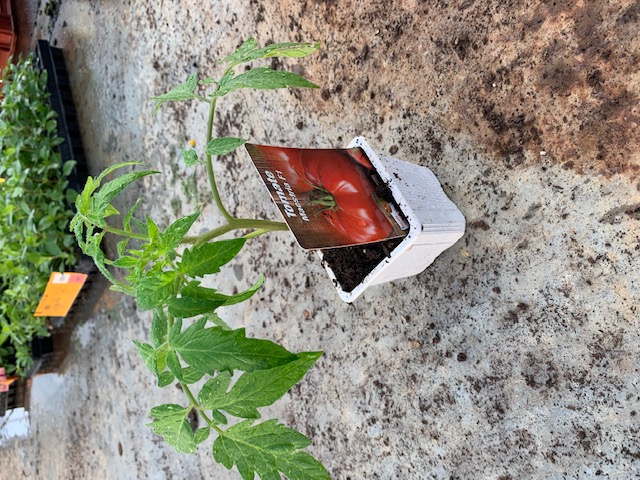 Plant de Tomate greffée Maestria