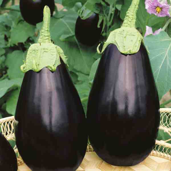 aubergine noire