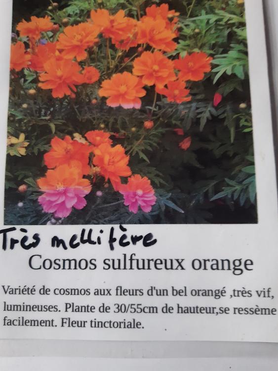 Sachet graines Fleur Cosmos sulfureux orange