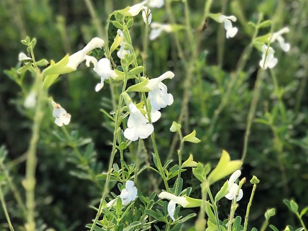 Salvia microphylla blanc C2