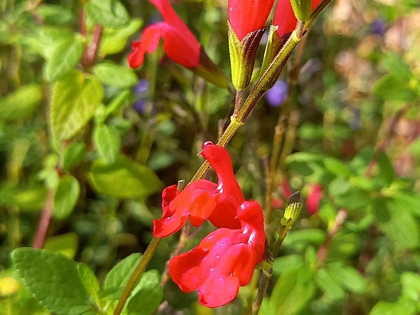 Salvia microphylla royal bumble C2