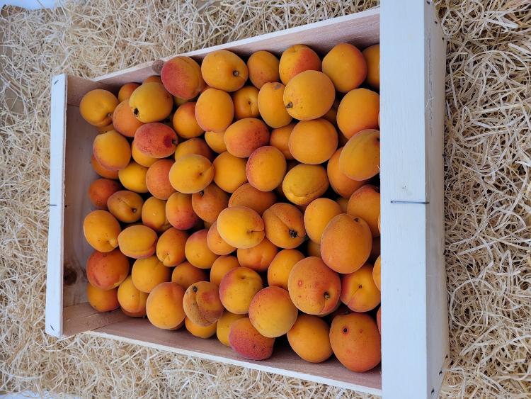 Abricots cultivés à Malaucène