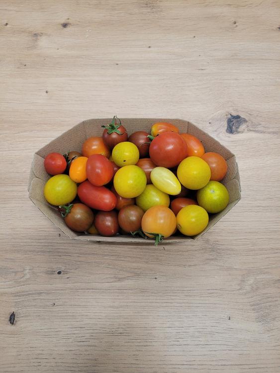 Tomate cerise cultivée à Montfavet