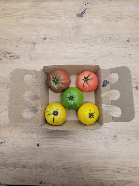 Tomates rondes multicolores cultivée à Montfavet