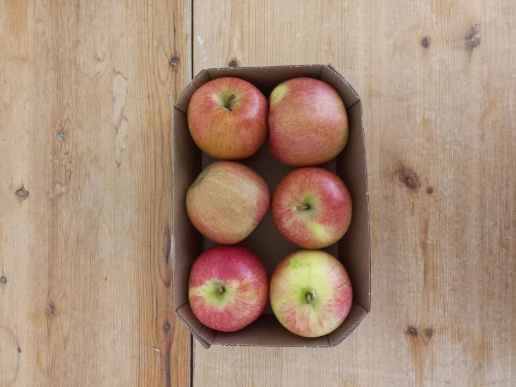Pommes Story bio cultivée à Cavaillon