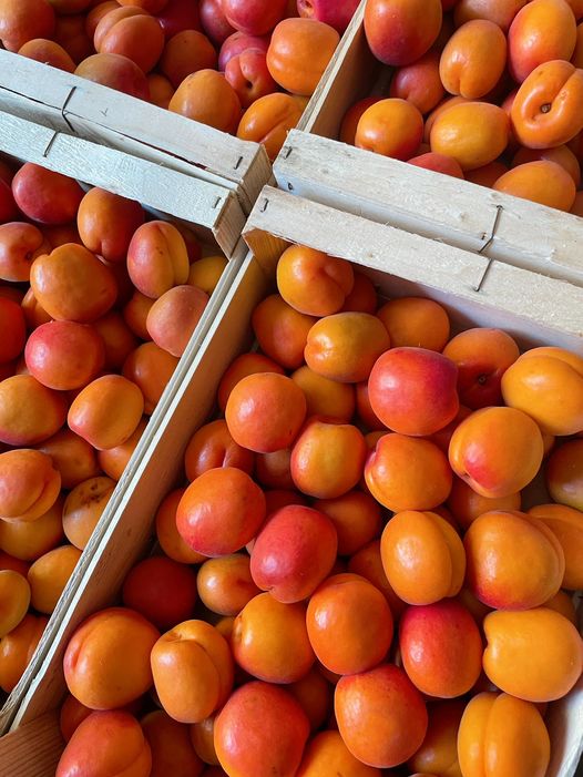 Abricots cultivés à Monteux calibre A / AA
