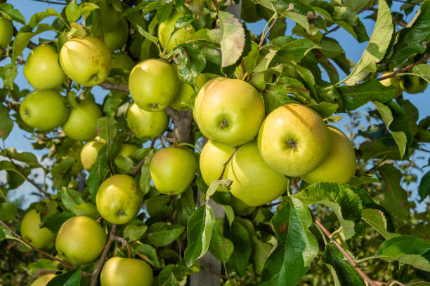 Pomme Goldrush bio sachet cultivée à Cavaillon