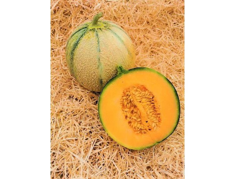 melon bio cultivé à chateauneuf de gadagne-Les vergers de Bonpas- retiré