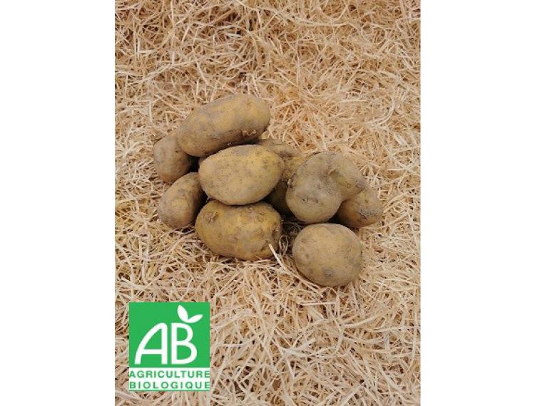 Pomme de terre 1kg BIO cultivées à Gadagne-Les vergers de Bonpas- retiré