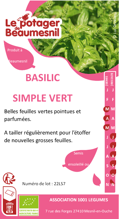 Basilic simple vert