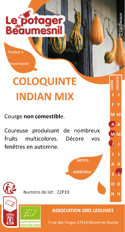 Coloquinte indian mix