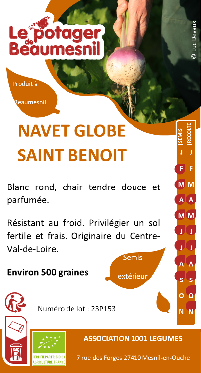 Navet globe Saint Benoit