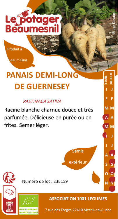 Panaïs demi-long de Guernesey