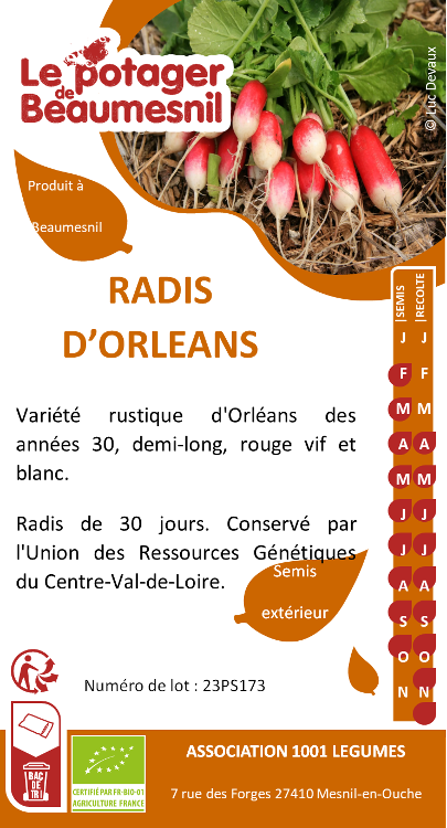 Radis d'orleans