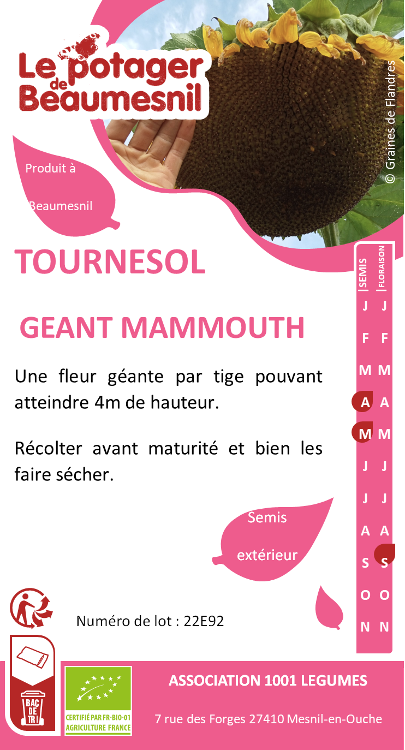 Tournesol géant mammouth