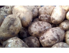 Pommes de terre SAMBA  5 kg idéales FRITES/FOUR