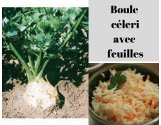 photo-drive-fermier-du-montreuillois-62-salade-feuille-de-chene-verte-cucq