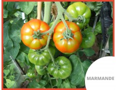photo-drive-fermier-montreuillois-62-tomate-cucq