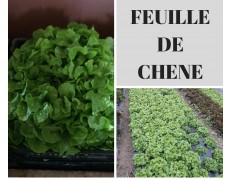 photo-drive-fermier-du-montreuillois-62-salade-feuille-de-chene-verte-cucq