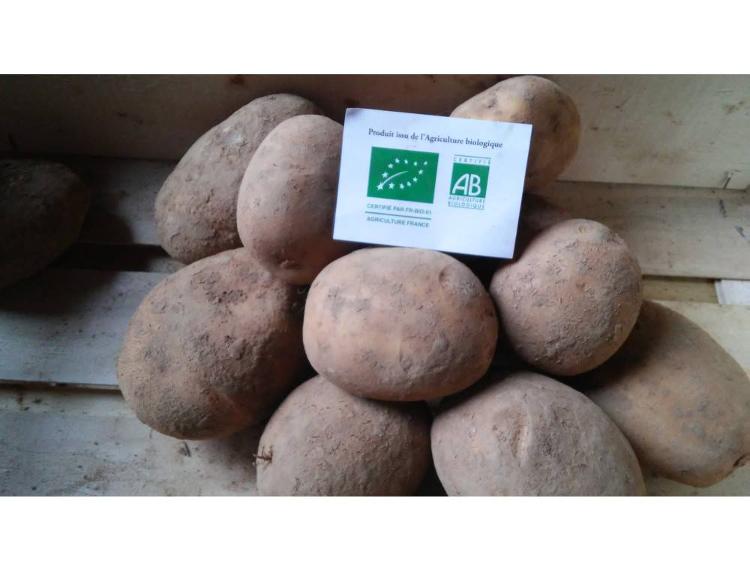 Pomme de terre Bio agria 5kg
