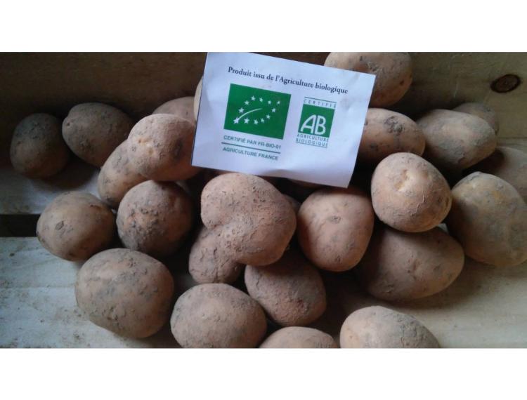 Pomme de terre primeurs Bio Cephora 1kg