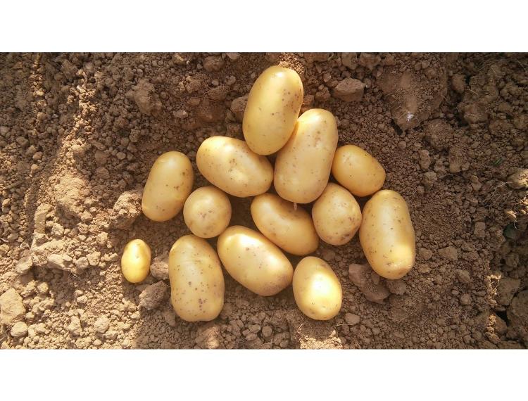 Pommes de terre Bio ditta 3kg