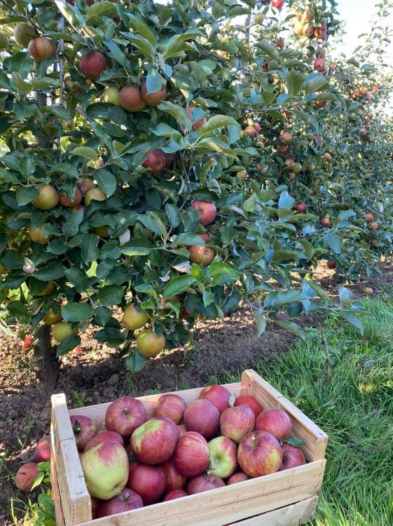 Pomme Jonagold 10 kg Cueillette de Beaurainville