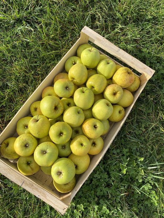 Pomme Golden 10 kg Cueillette de Beaurainville