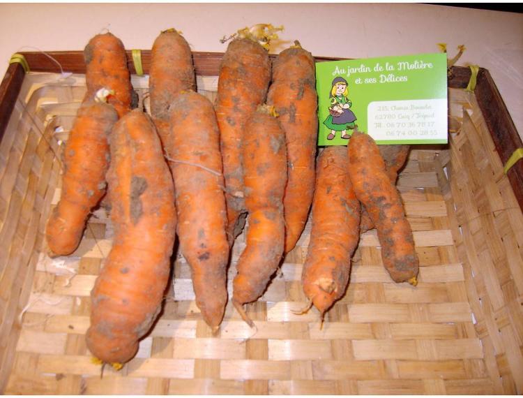 5 kgs carottes déclassées du jardin de la Molière