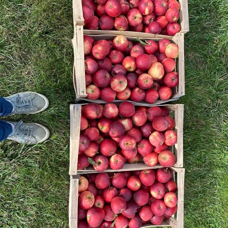 Pomme Gala 10 kg Cueillette de Beaurainville