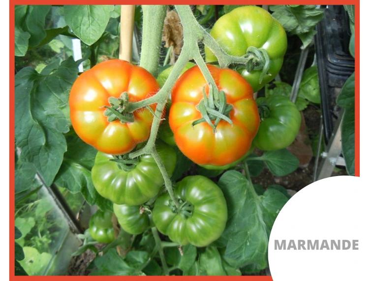 Tomates MARMANDE 1 KG - Jardin de la Molière
