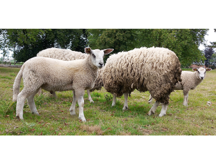 Caissette d'agneau, merguez de mouton biologique le 31 mars 2023