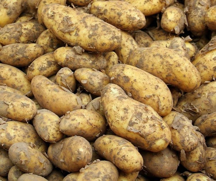 Pommes de terre 5kg - MONALISA-SARL Les Jardins de la Molière- retiré