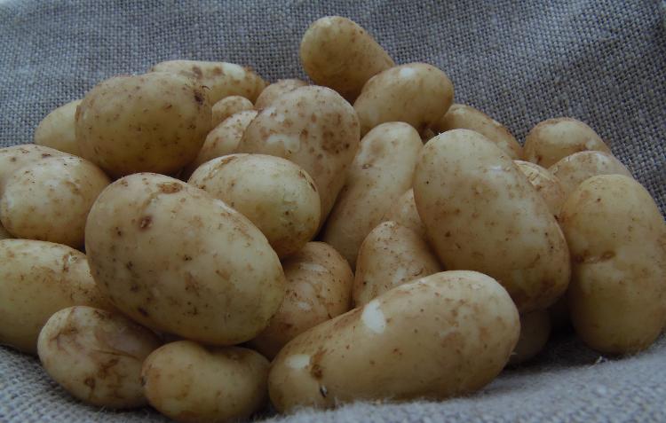 Pommes de terre CHARLOTTE GRENAILLES sac de 1 kg