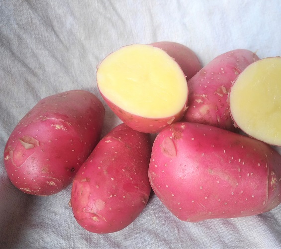 Pommes de terre BIO 2.5kg ALOUETTE  FRITES/PUREE