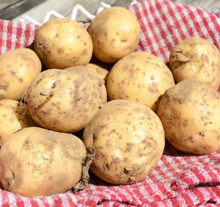 Pommes de terre BIO OTOLIA  FOUR/PUREE/FRITES 2.5 kgs