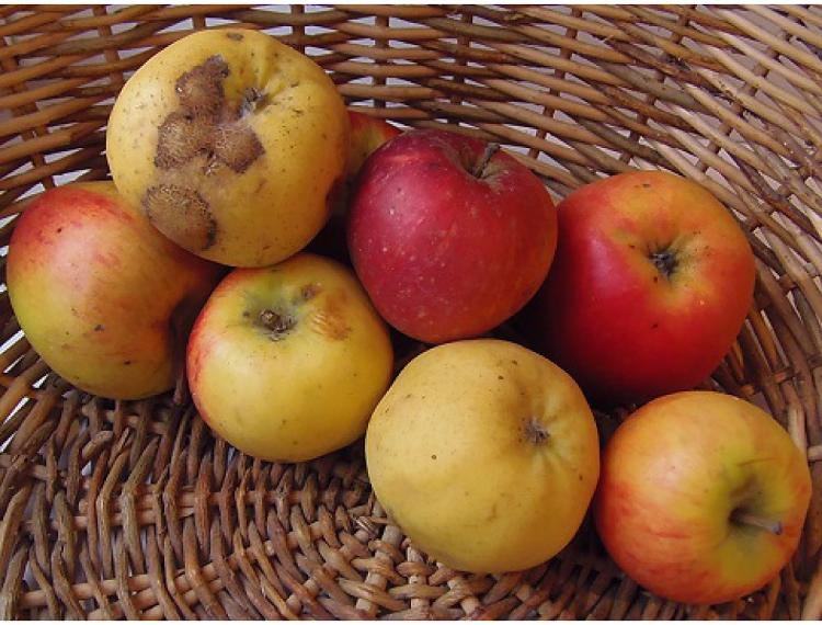 Pommes BIO déclassées 1 kg-LIEVEN Anne- retiré