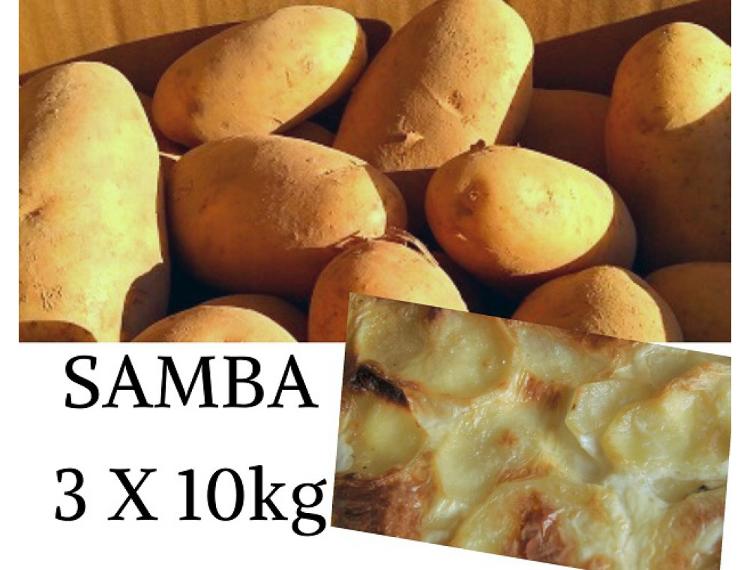 Pommes de terre SAMBA 30kg