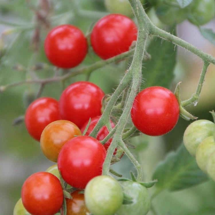 Tomates cerises 250g (coloris divers) - Jardin de la Molière