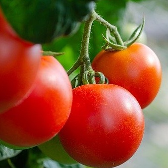 Tomates PAOLA 1kg - Jardin de la Molière