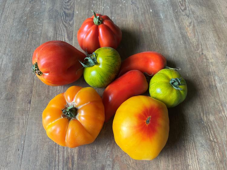 Tomates autres variétés (cœur de bœuf, Roma , cornabel…)