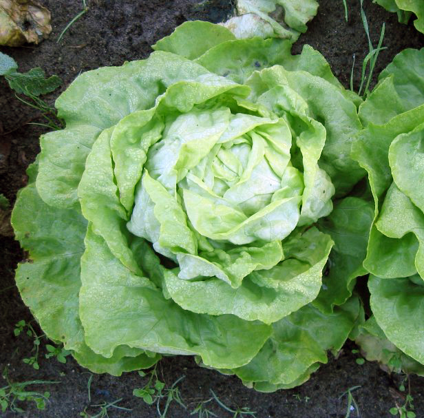 Salades (Laitue ou feuille de chêne ou batavia)